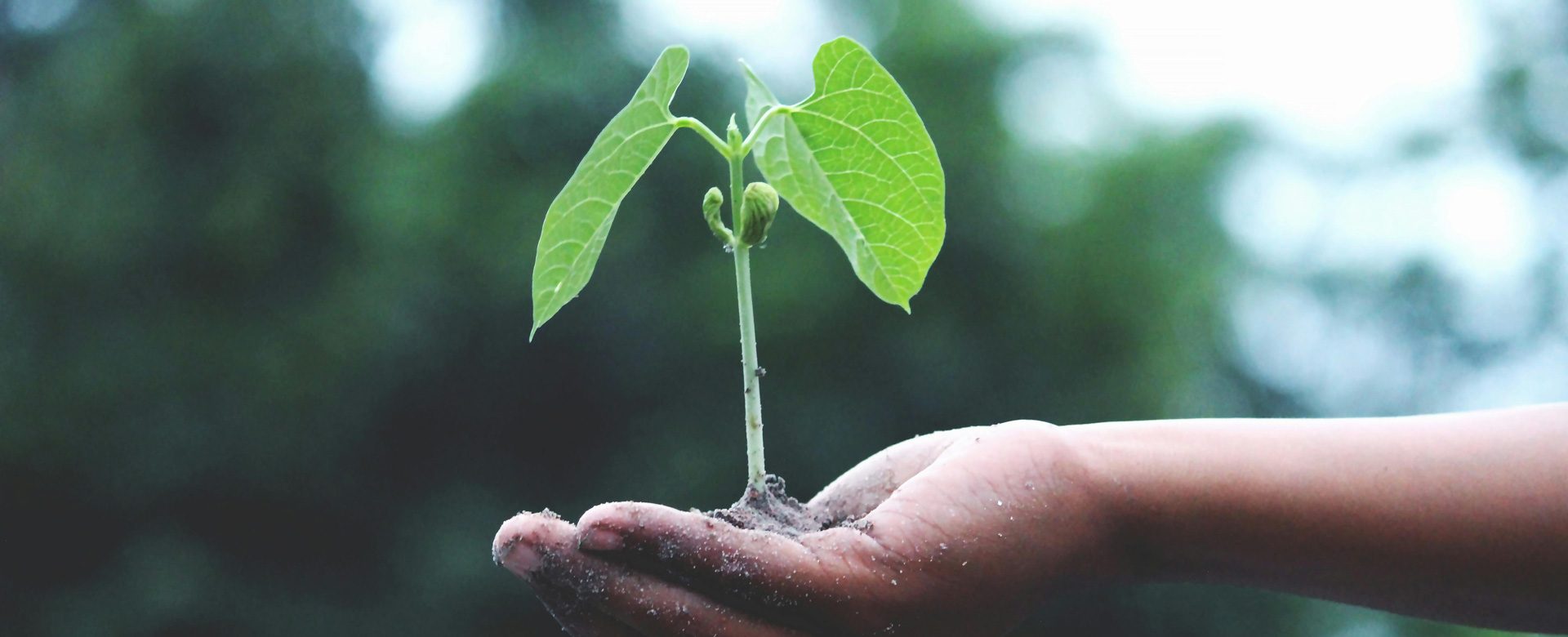 Environnement et climat